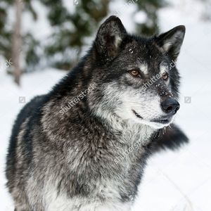 Meet your Posher, Mags